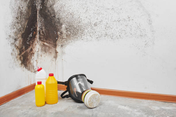 Best Toxic Mold Removal  in Charles Town, WV