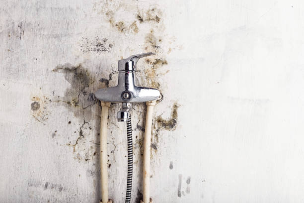 Best Best Mold Removal Companies  in Charles Town, WV