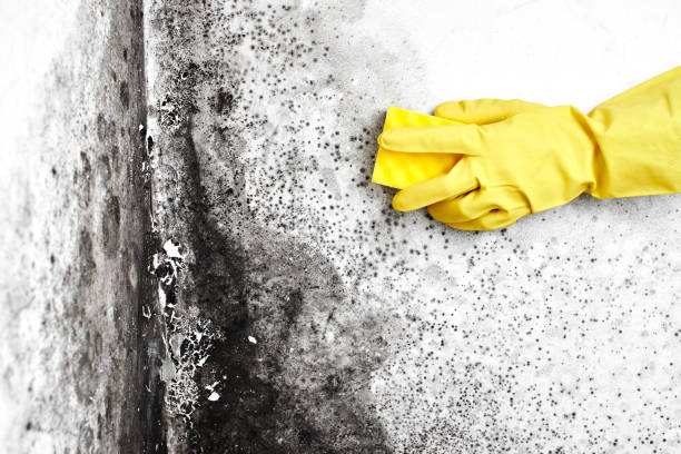 Best Mold Damage Repair  in Charles Town, WV