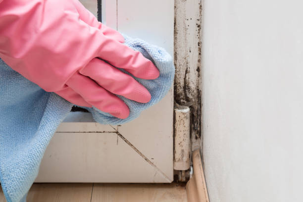 Best Certified Mold Removal  in Charles Town, WV