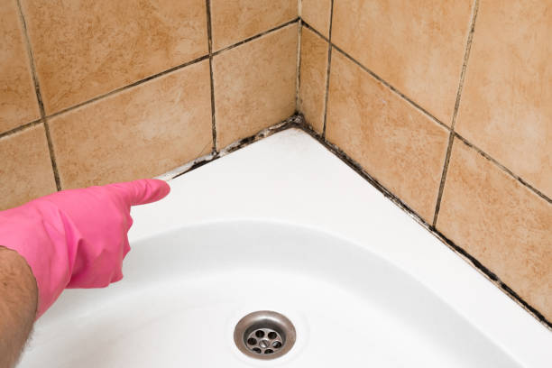 Trusted Charles Town, WV Mold Removal Experts